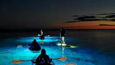 bioluminescent night kayaking