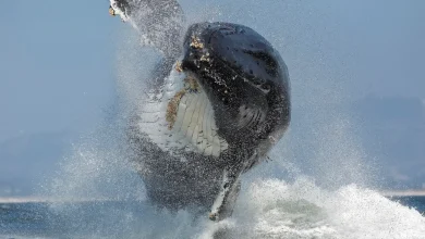 Whale Watching and Dolphin Cruise