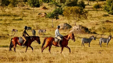 african horseback