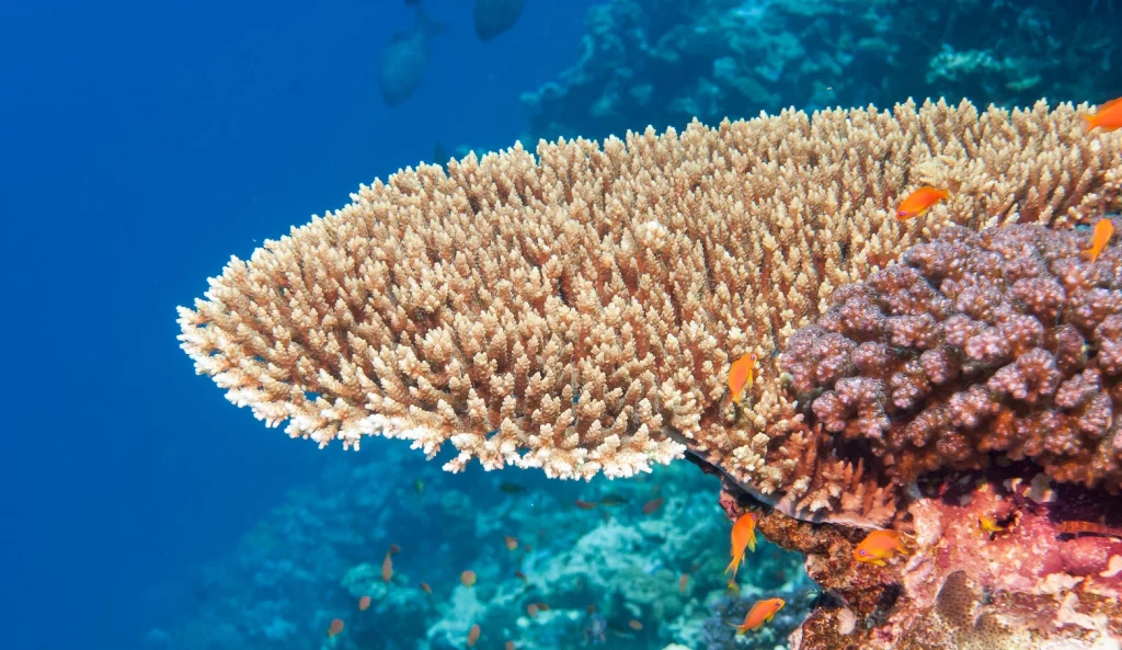 snorkeling-the-red-sea-8