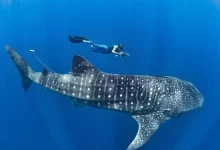 whale shark spots