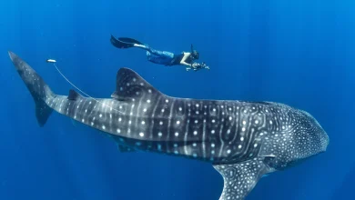 whale shark spots