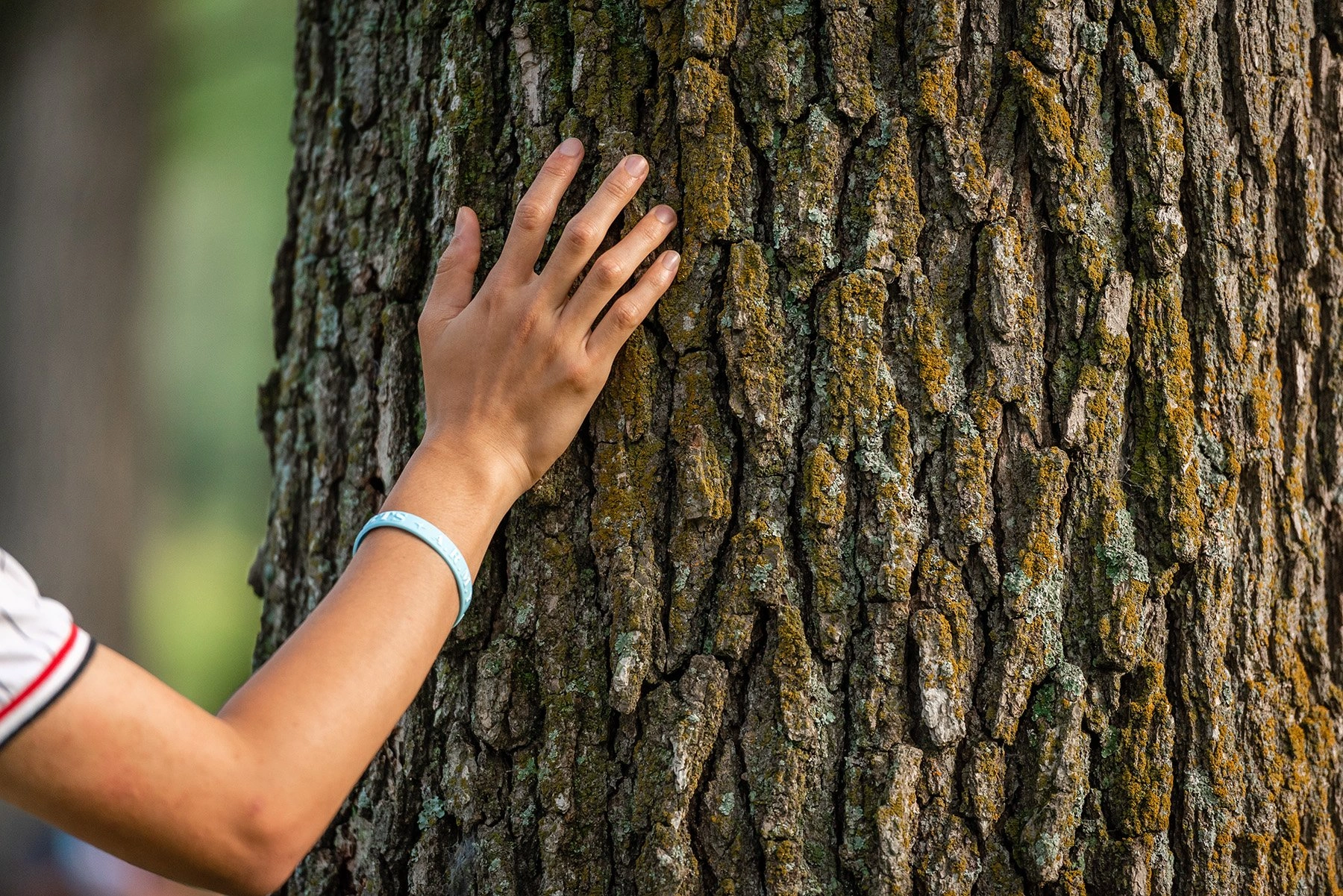 the forest bathing shinrin yoku